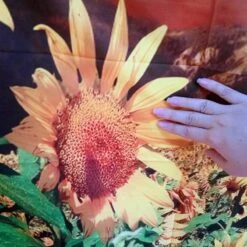 Tenture Murale Tournesol 11 Tenture Murale Tournesol -Magasin D'accessoires Sélectionnés 230x180cm grande tapisserie indienne mandala tenture murale tournesol floral boh me serviette de plage polyester mince 3