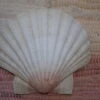 COQUILLE SAINT-JACQUES VIDE NATURELLE BRETONNE - 47g - 11 X 10 Cm -Magasin D'accessoires Sélectionnés coquille saint jacques naturelle vide onde de forme etoileharmonie