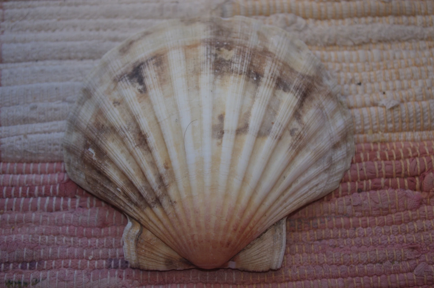 COQUILLE SAINT-JACQUES VIDE NATURELLE BRETONNE 60g 4 COQUILLE SAINT-JACQUES VIDE NATURELLE BRETONNE 60g – Image 2