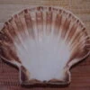 COQUILLE SAINT-JACQUES VIDE NATURELLE BRETONNE 60g 1 COQUILLE SAINT-JACQUES VIDE NATURELLE BRETONNE 60g -Magasin D'accessoires Sélectionnés coquille saint jacques naturelle vide protection etoileharmonie purifier