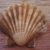 COQUILLE SAINT-JACQUES VIDE NATURELLE BRETONNE - 51g - 11 X 10.2 Cm 2 COQUILLE SAINT-JACQUES VIDE NATURELLE BRETONNE - 51g - 11 X 10.2 Cm -Magasin D'accessoires Sélectionnés coquille saint jacques naturelle vide protection etoileharmonie purifier 2