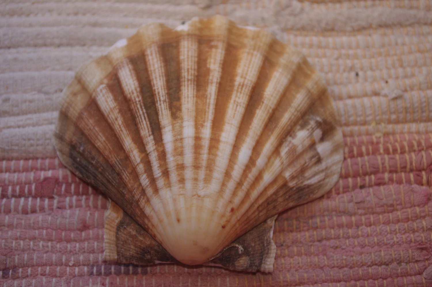 COQUILLE SAINT-JACQUES VIDE NATURELLE BRETONNE - 51g - 11 X 10.2 Cm 3 COQUILLE SAINT-JACQUES VIDE NATURELLE BRETONNE - 51g - 11 X 10.2 Cm