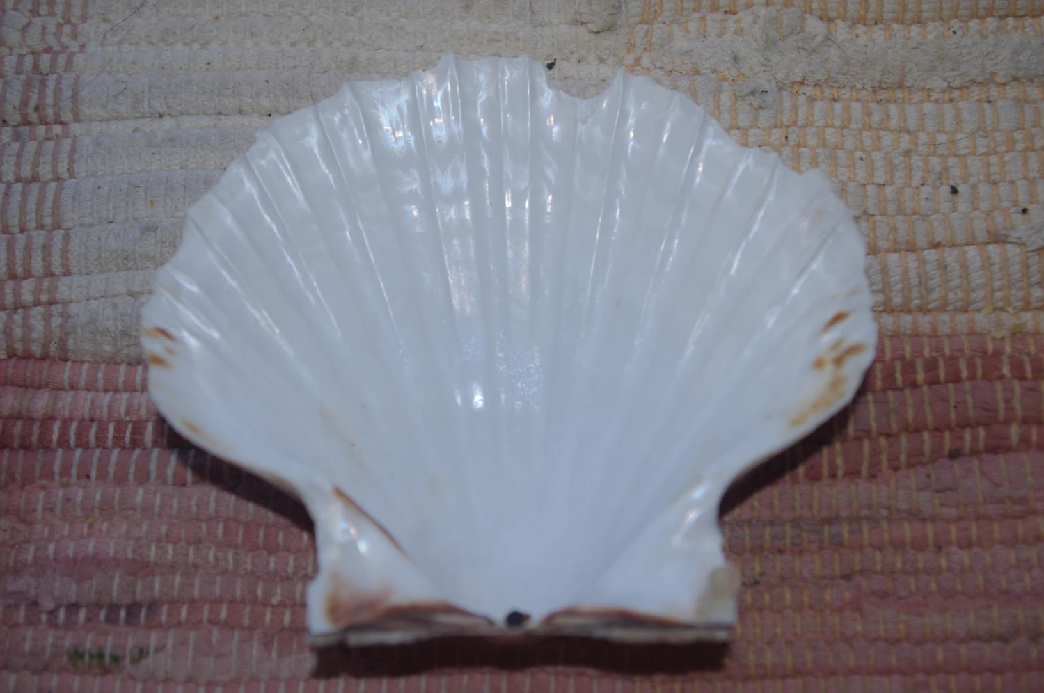 COQUILLE SAINT-JACQUES VIDE NATURELLE BRETONNE - 51g - 11 X 10.2 Cm 4 COQUILLE SAINT-JACQUES VIDE NATURELLE BRETONNE - 51g - 11 X 10.2 Cm – Image 2