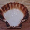 COQUILLE SAINT-JACQUES VIDE NATURELLE BRETONNE - 41g - 11 X 9.8 Cm -Magasin D'accessoires Sélectionnés coquille saint jacques naturelle vide protection etoileharmonie purifier 6