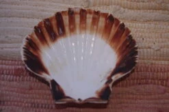 COQUILLE SAINT-JACQUES VIDE NATURELLE BRETONNE - 41g - 11 X 9.8 Cm