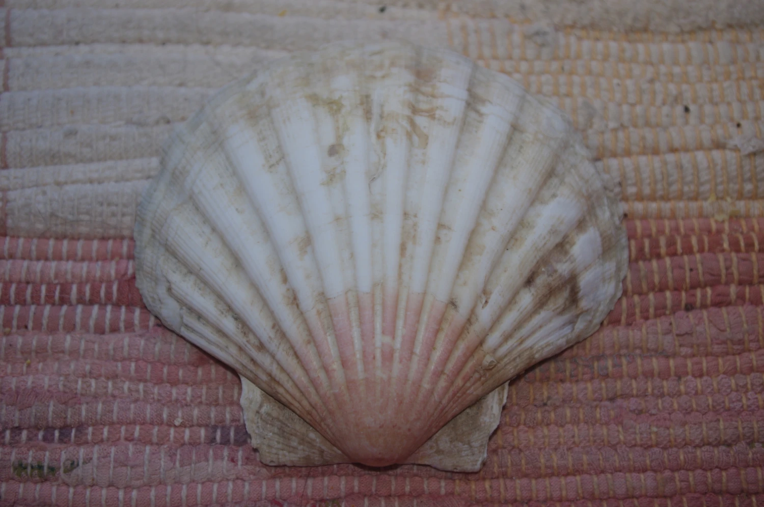 COQUILLE SAINT-JACQUES VIDE NATURELLE BRETONNE - 41g - 11 X 9.8 Cm 4 COQUILLE SAINT-JACQUES VIDE NATURELLE BRETONNE - 41g - 11 X 9.8 Cm – Image 2
