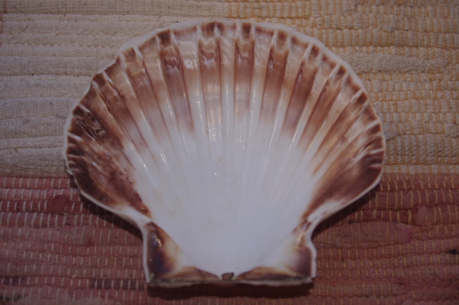 COQUILLE SAINT-JACQUES VIDE NATURELLE BRETONNE 60g 3 COQUILLE SAINT-JACQUES VIDE NATURELLE BRETONNE 60g