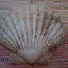 COQUILLE SAINT-JACQUES VIDE NATURELLE BRETONNE 52g 12x10.5 Cm 1 COQUILLE SAINT-JACQUES VIDE NATURELLE BRETONNE 52g 12x10.5 Cm -Magasin D'accessoires Sélectionnés coquille saint jacques vide naturelle bretonne 52g 10x12 cm