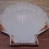 COQUILLE SAINT-JACQUES VIDE NATURELLE BRETONNE 52g12.3 X 10.8 Cm -Magasin D'accessoires Sélectionnés coquille saint jacques vide naturelle bretonne 52g 10x12 cm 2
