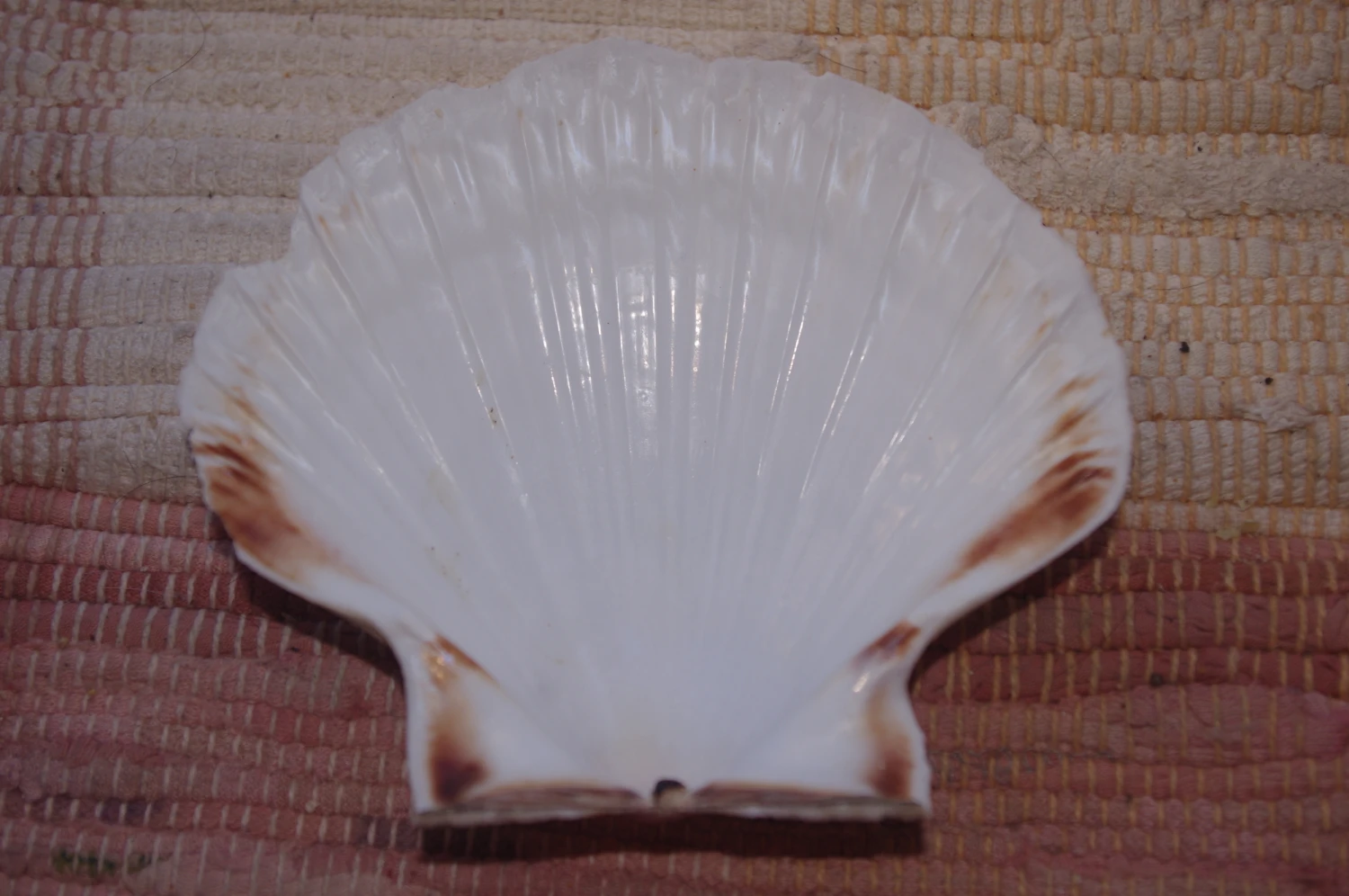 COQUILLE SAINT-JACQUES VIDE NATURELLE BRETONNE 52g12.3 X 10.8 Cm 3 COQUILLE SAINT-JACQUES VIDE NATURELLE BRETONNE 52g12.3 X 10.8 Cm