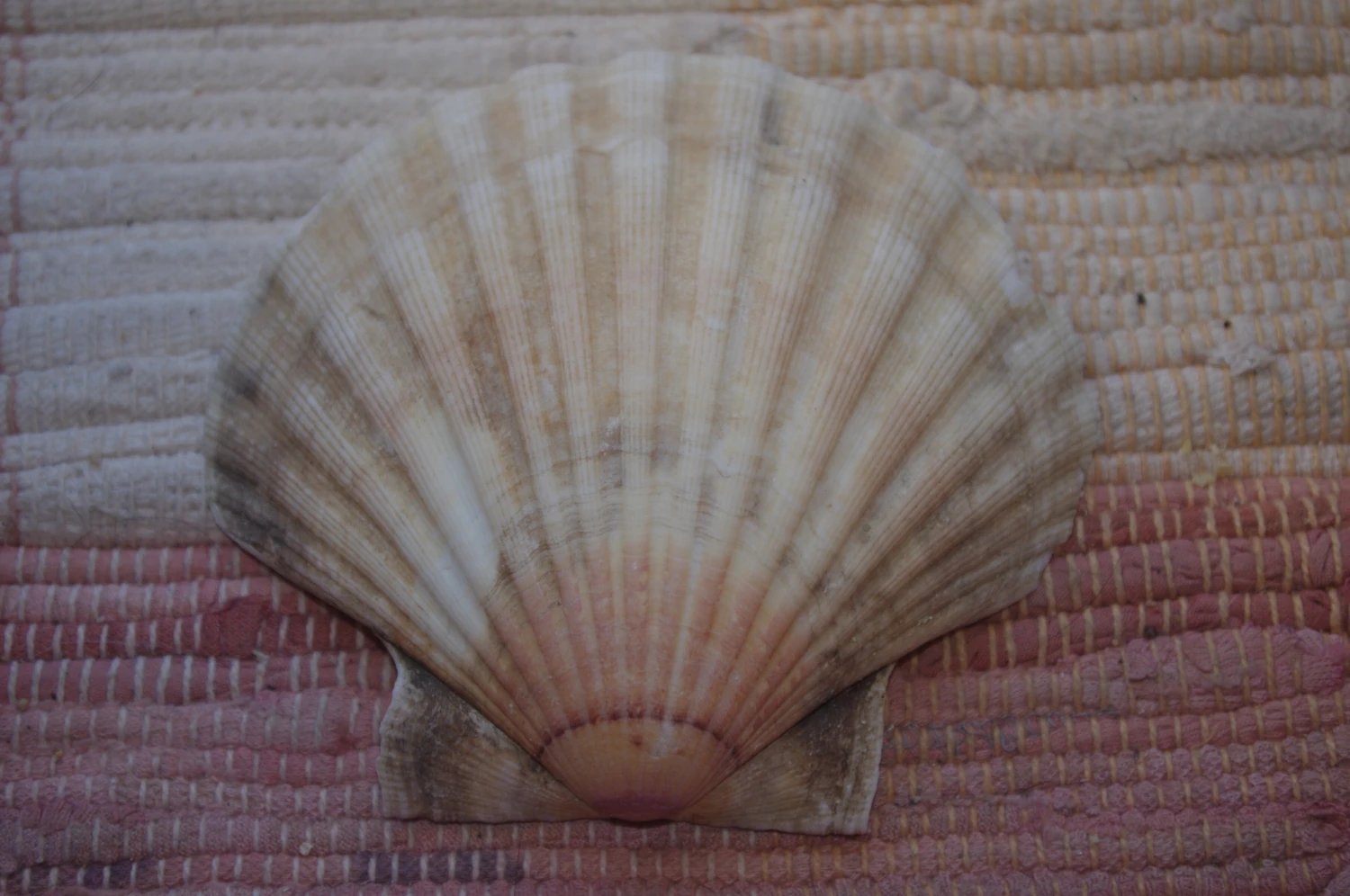 COQUILLE SAINT-JACQUES VIDE NATURELLE BRETONNE 52g12.3 X 10.8 Cm 4 COQUILLE SAINT-JACQUES VIDE NATURELLE BRETONNE 52g12.3 X 10.8 Cm – Image 2