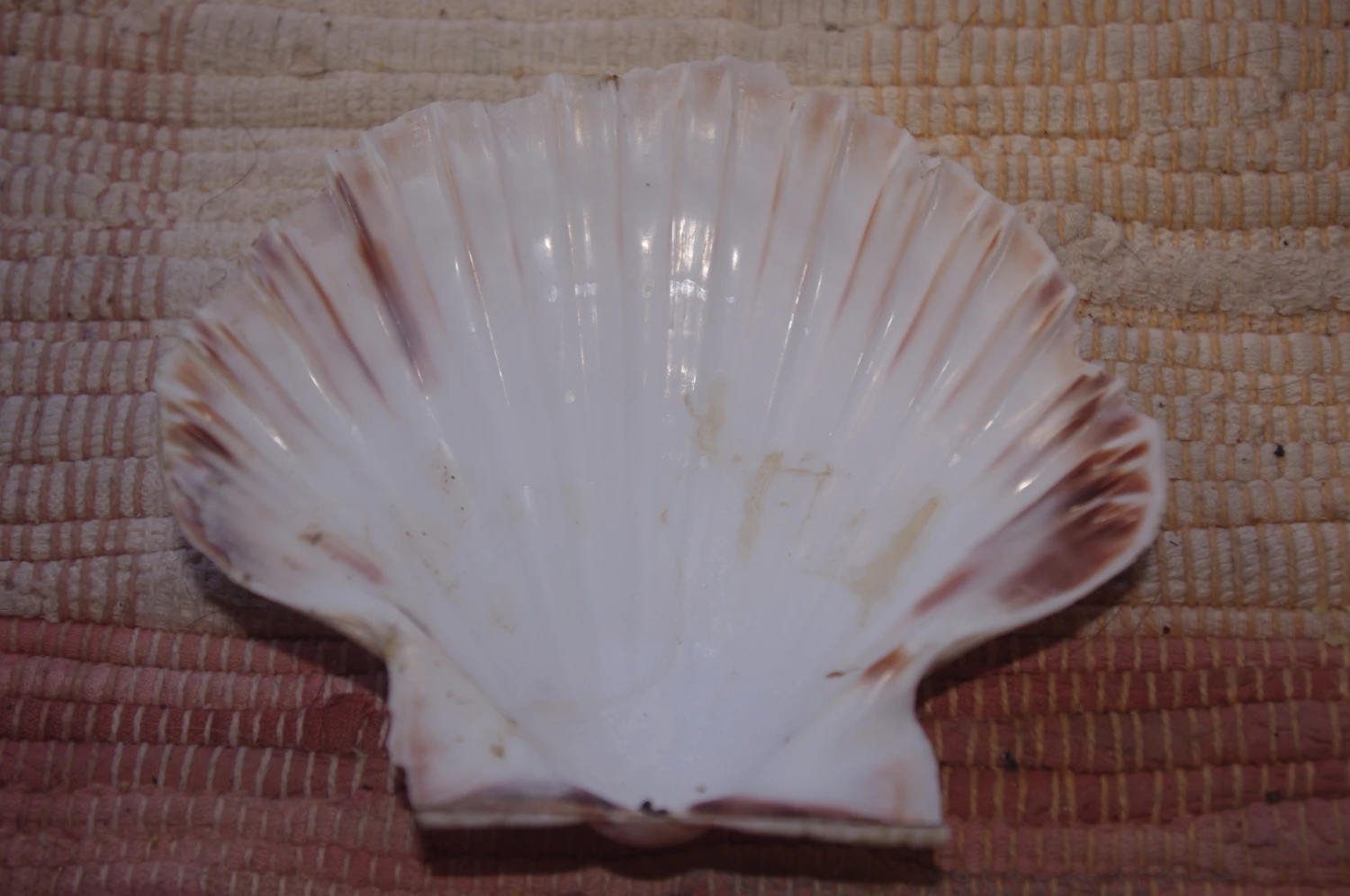 COQUILLE SAINT-JACQUES VIDE NATURELLE BRETONNE - 54g - 12.7 X 10.8 Cm 4 COQUILLE SAINT-JACQUES VIDE NATURELLE BRETONNE - 54g - 12.7 X 10.8 Cm – Image 2