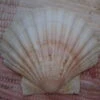 COQUILLE SAINT-JACQUES VIDE ONDE DE FORME NATURELLE - 46g - 11.5 X 10.2 Cm 1 COQUILLE SAINT-JACQUES VIDE ONDE DE FORME NATURELLE - 46g - 11.5 X 10.2 Cm -Magasin D'accessoires Sélectionnés coquille saint jacques vide onde de forme etoileharmonie radionique protection 10