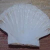COQUILLE SAINT-JACQUES VIDE NATURELLE BRETONNE - 51g - 12.2 X 10.7 Cm -Magasin D'accessoires Sélectionnés coquille saint jacques vide onde de forme etoileharmonie radionique protection 2