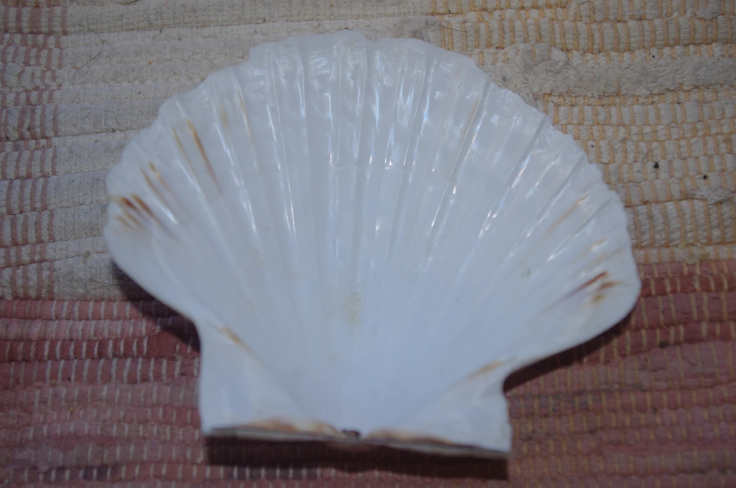 COQUILLE SAINT-JACQUES VIDE NATURELLE BRETONNE - 51g - 12.2 X 10.7 Cm 3 COQUILLE SAINT-JACQUES VIDE NATURELLE BRETONNE - 51g - 12.2 X 10.7 Cm