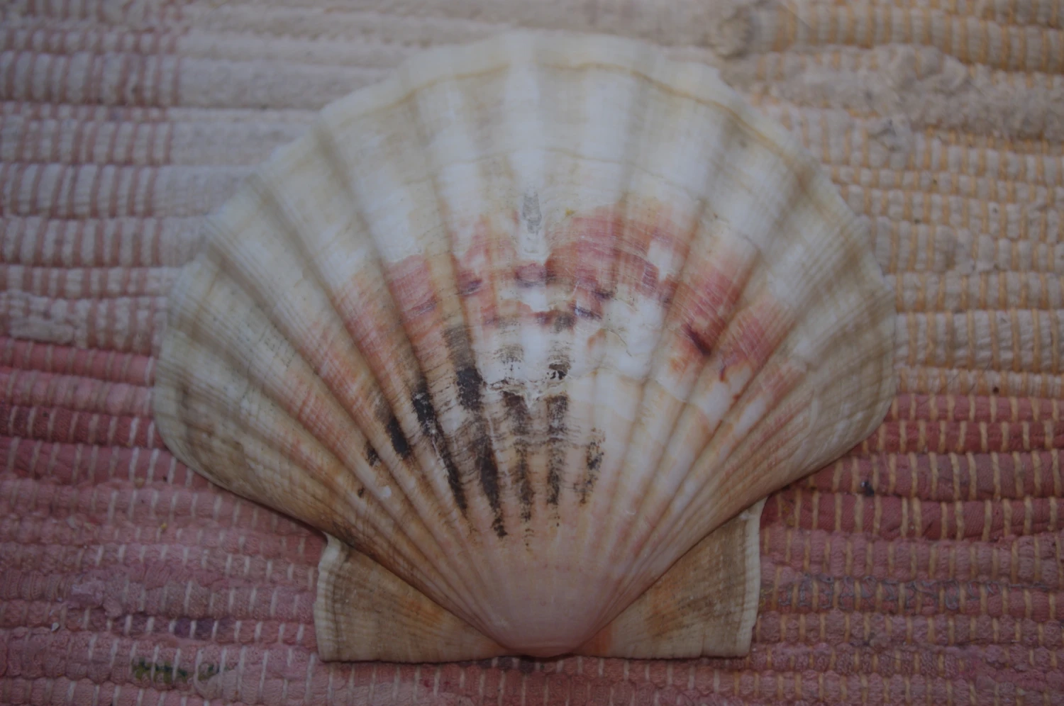 COQUILLE SAINT-JACQUES VIDE NATURELLE BRETONNE - 51g - 12.2 X 10.7 Cm 4 COQUILLE SAINT-JACQUES VIDE NATURELLE BRETONNE - 51g - 12.2 X 10.7 Cm – Image 2