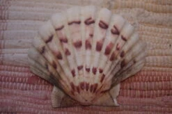 COQUILLE SAINT-JACQUES VIDE NATURELLE BRETONNE - 37g - 11 X 9.4 Cm