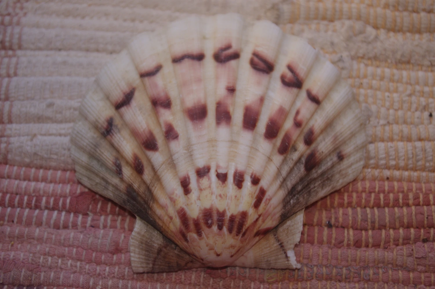 COQUILLE SAINT-JACQUES VIDE NATURELLE BRETONNE - 37g - 11 X 9.4 Cm 3 COQUILLE SAINT-JACQUES VIDE NATURELLE BRETONNE - 37g - 11 X 9.4 Cm