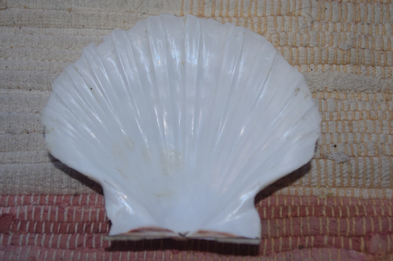 COQUILLE SAINT-JACQUES VIDE NATURELLE BRETONNE - 37g - 11 X 9.4 Cm 4 COQUILLE SAINT-JACQUES VIDE NATURELLE BRETONNE - 37g - 11 X 9.4 Cm – Image 2