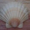 COQUILLE SAINT-JACQUES VIDE ONDE DE FORME NATURELLE - 47g - 11.5 X 10.3 Cm 1 COQUILLE SAINT-JACQUES VIDE ONDE DE FORME NATURELLE - 47g - 11.5 X 10.3 Cm -Magasin D'accessoires Sélectionnés coquille saint jacques vide onde de forme etoileharmonie radionique protection 6