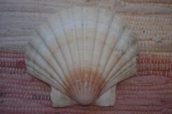 COQUILLE SAINT-JACQUES VIDE ONDE DE FORME NATURELLE - 47g - 11.5 X 10.3 Cm