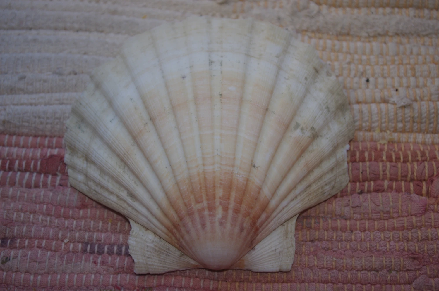 COQUILLE SAINT-JACQUES VIDE ONDE DE FORME NATURELLE - 47g - 11.5 X 10.3 Cm 3 COQUILLE SAINT-JACQUES VIDE ONDE DE FORME NATURELLE - 47g - 11.5 X 10.3 Cm