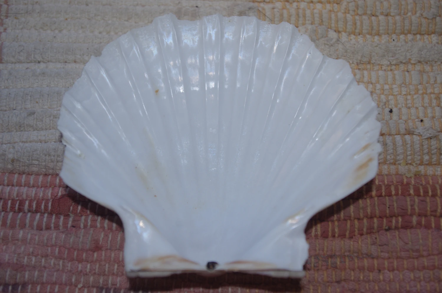 COQUILLE SAINT-JACQUES VIDE ONDE DE FORME NATURELLE - 47g - 11.5 X 10.3 Cm 4 COQUILLE SAINT-JACQUES VIDE ONDE DE FORME NATURELLE - 47g - 11.5 X 10.3 Cm – Image 2