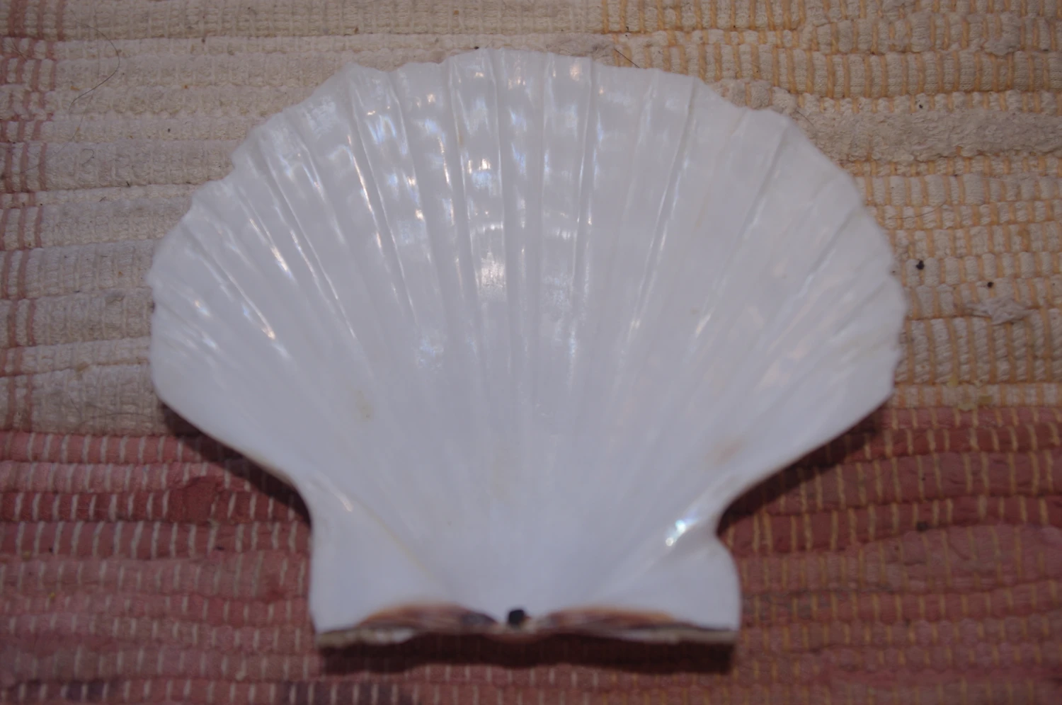 COQUILLE SAINT-JACQUES VIDE NATURELLE BRETONNE - 51g - 12 X 10.3 Cm 3 COQUILLE SAINT-JACQUES VIDE NATURELLE BRETONNE - 51g - 12 X 10.3 Cm