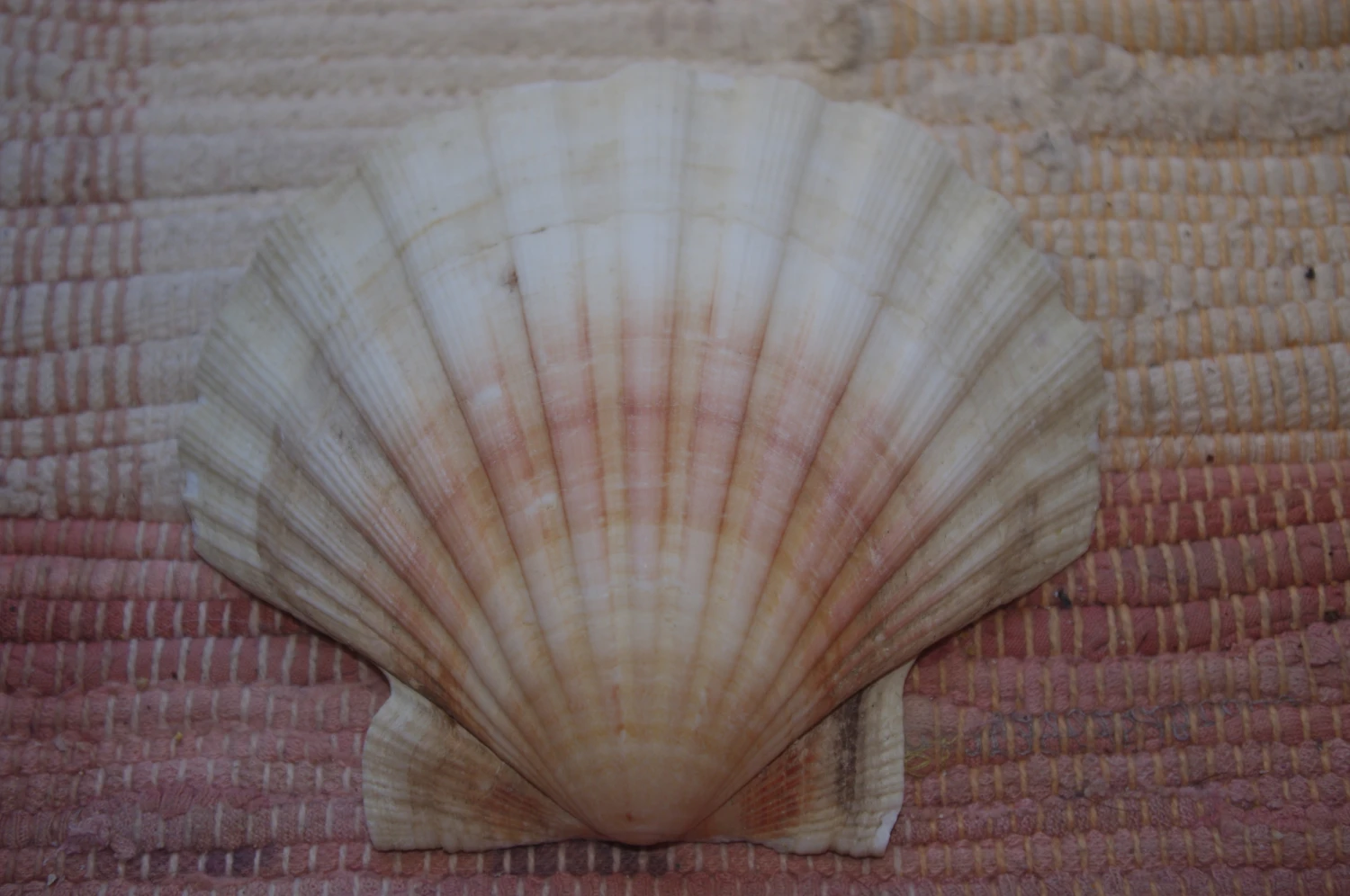 COQUILLE SAINT-JACQUES VIDE NATURELLE BRETONNE - 51g - 12 X 10.3 Cm 4 COQUILLE SAINT-JACQUES VIDE NATURELLE BRETONNE - 51g - 12 X 10.3 Cm – Image 2
