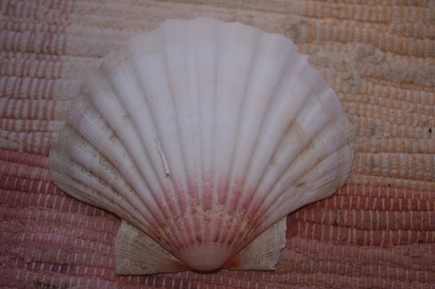 COQUILLE SAINT-JACQUES VIDE NATURELLE BRETONNE - 54g - 12.7 X 10.8 Cm 3 COQUILLE SAINT-JACQUES VIDE NATURELLE BRETONNE - 54g - 12.7 X 10.8 Cm