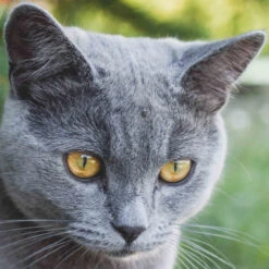 Magnétisme Pour Chat