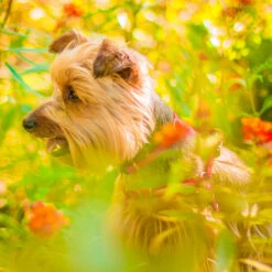 Magnétisme Pour Chien
